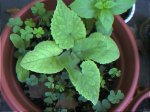 lunaria.jpg