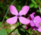 lunaria.jpg