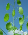 lunaria1.jpg