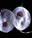 lunaria2.jpg