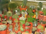 cactu.JPG