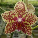 phal.jpg