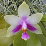 violacea.jpg