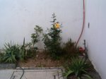 Hpim0510.jpg