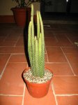Imagen 553.jpg
