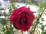 PIC_0107.JPG