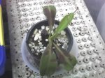 nepenthes raflessiana.jpg