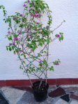 DSC03339.JPG
