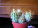 cactus foro mi jardin 007.jpg