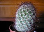 cactus foro mi jardin 008.jpg