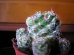 cactus foro mi jardin 009.jpg