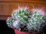 cactus foro mi jardin 011.jpg