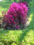 planta-fucsia.jpg
