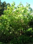 hibisco-enorme.jpg