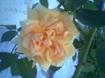 Rosa.jpg