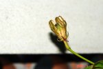 DSC01311.jpg