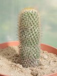 Mammillaria.JPG