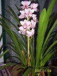 Cymbidium hibridoweb.jpg