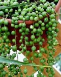 senecio-rowleyanus.jpg