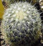mammillaria-densispina.jpg