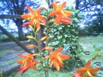 flor.jpg