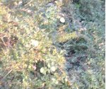 arbol artichoke 2.JPG