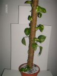 HPIM0113.jpg