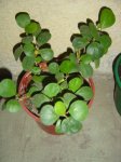 Dsc00514.jpg