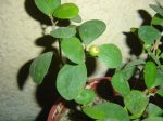 Dsc00515.jpg