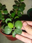 Dsc00517.jpg