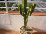 guancasi jardin 019.jpg