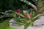 Bromelia.jpg