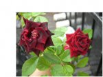 rosas3.jpg