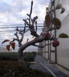 malus3.jpg