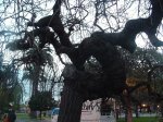 DSCF0003.JPG