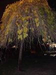 DSCF0009.JPG