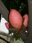 planta 1.2 caracas.JPG