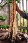 16-bonsai2-225.jpg