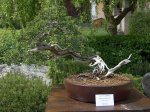 DSC07990.jpg