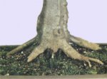 Hornbeam1.jpeg