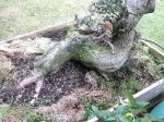 Neil,s hawthorn 026.jpg