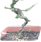 Neil,s hawthorn 027.jpg