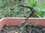 Neil,s hawthorn 028.jpg