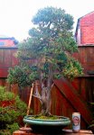 Specimine Meyerri Juniper.jpg