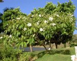 plumeria pudica.JPG