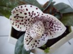 orquideas enero2007 008.jpg
