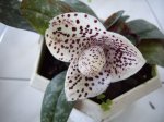 orquideas enero2007 006.jpg