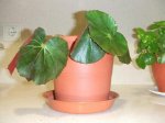 2007_0113aspidistras0002.JPG