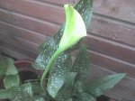 DSC00062.JPG