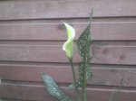 DSC00063.JPG